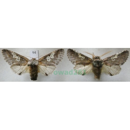 Diloba caeruleocephala (Linnaeus, 1758) pair Czech94